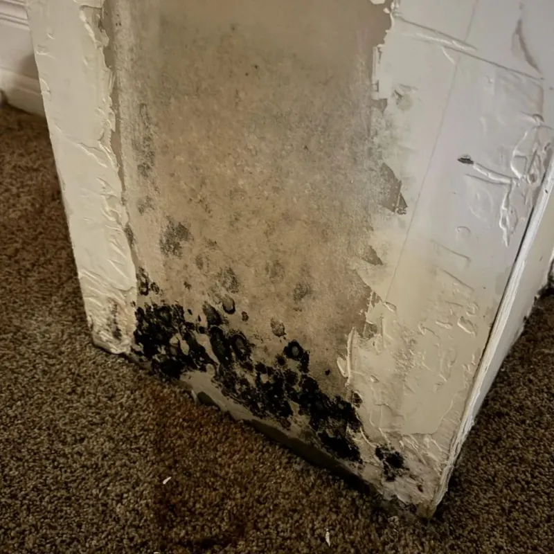 Professional Mold Removal in Belmont County, OH